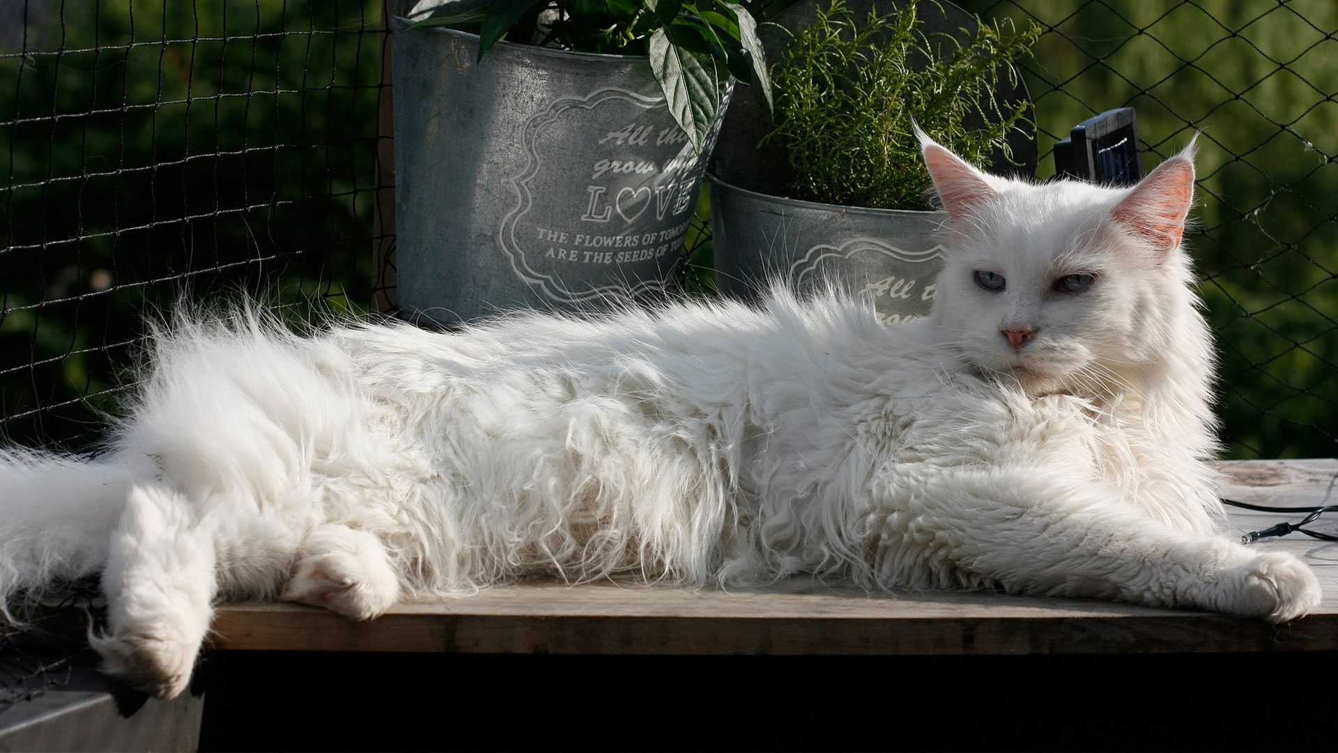 Maine Coon: tutto sulla razza dei gatti ‘giganti’
